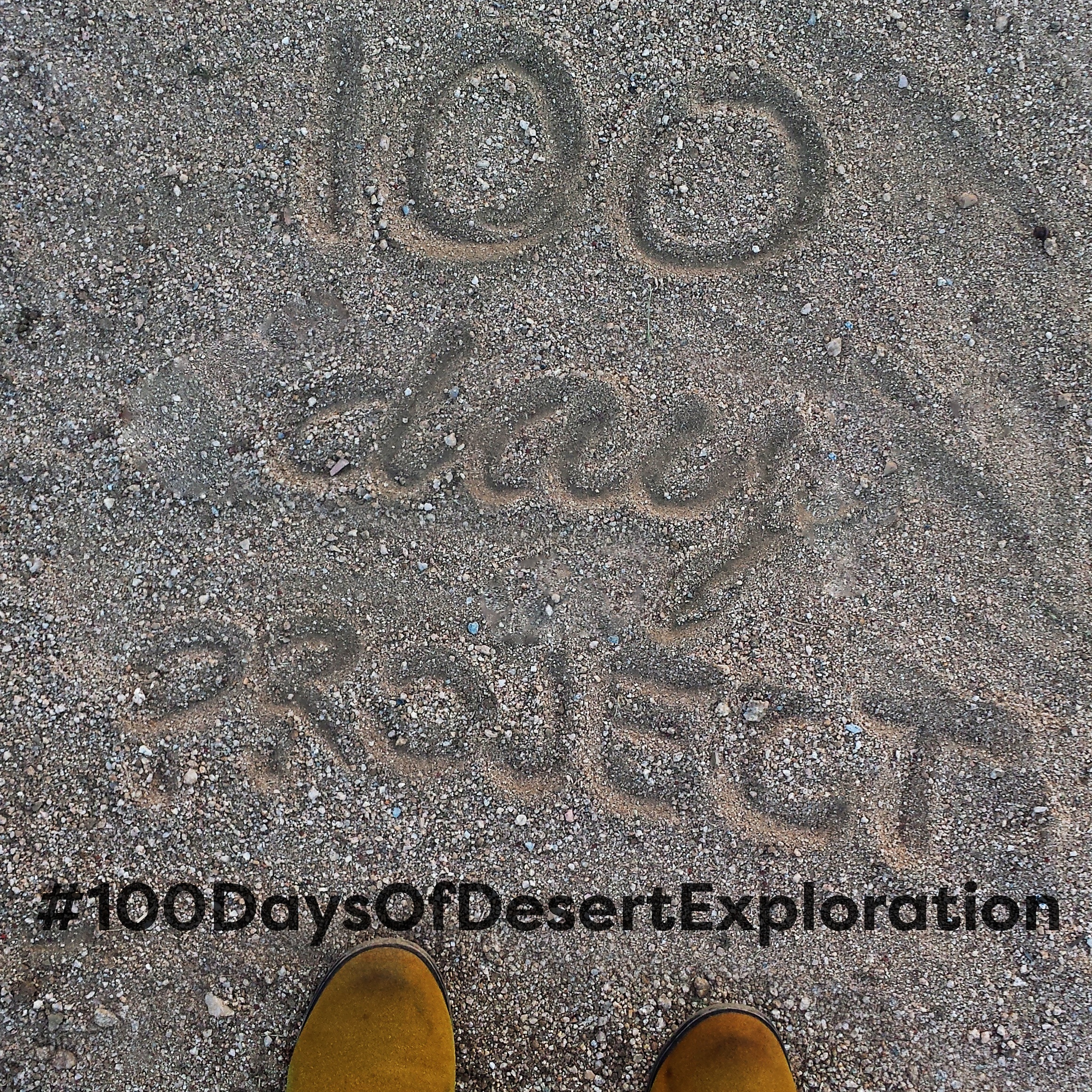 100 Day Project #100DaysOfDesertExploration