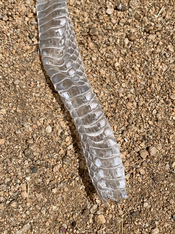 A snake's skin in the desert dirt