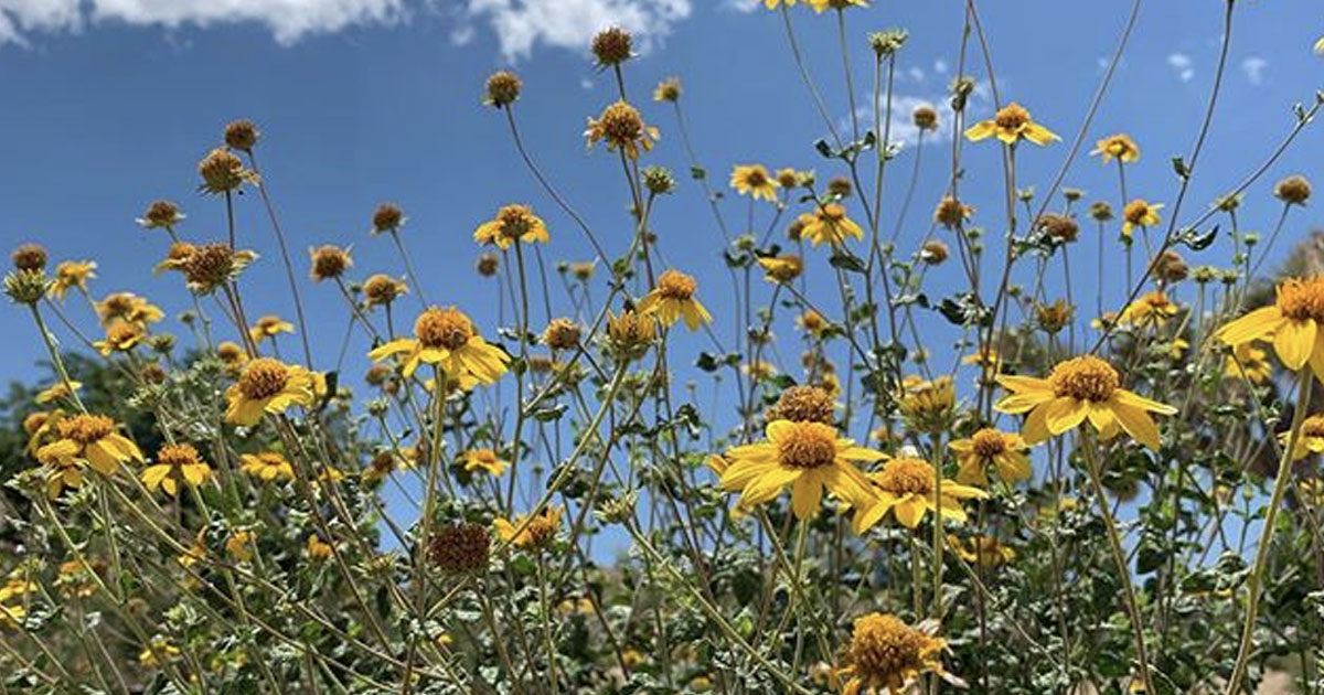 A Cat's Tongue desert plant with many flowers