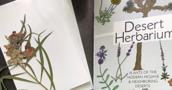 Desert Herbarium Book Release