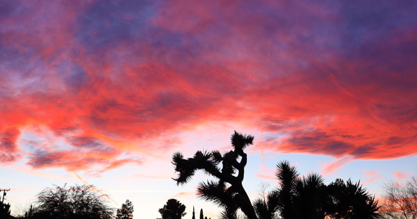 Local's Guide to Joshua Tree