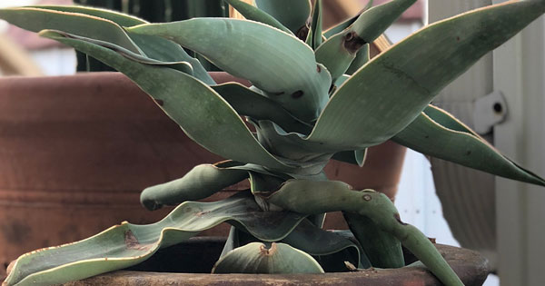 A cactus in a new, larger pot