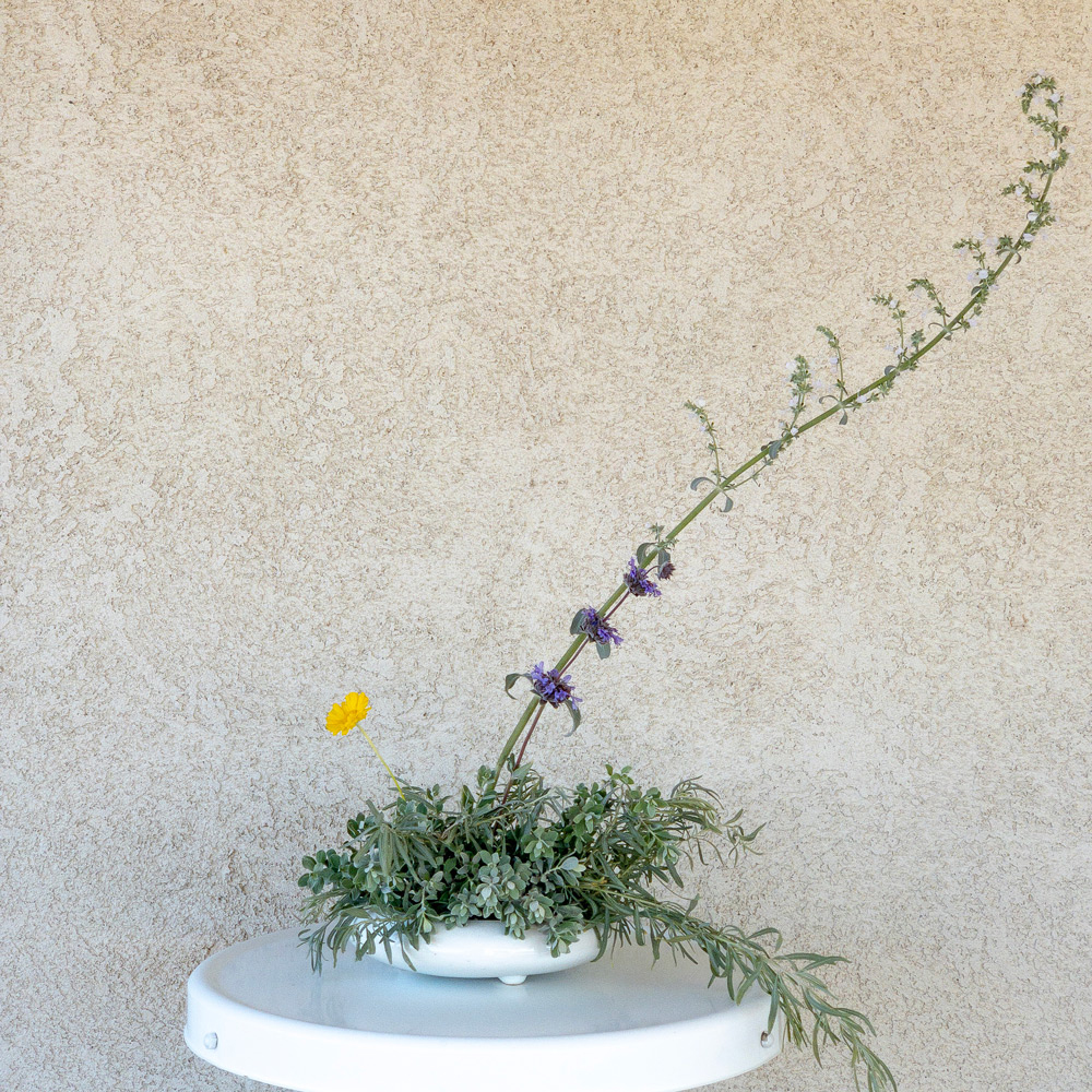 A Desert Ikebana Arrangement made from plants in my Mojave Garden: White Sage flower stalk, Cleveland Sage flowers, Desert Marigold flower, Texas Sage leaves, and Fourwing Saltbush leaves.