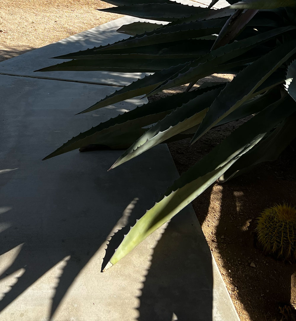 Progress of a century plant bloom