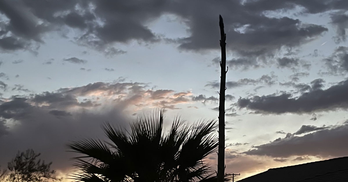 A tall century plant bloom silhouette against a sunset sky