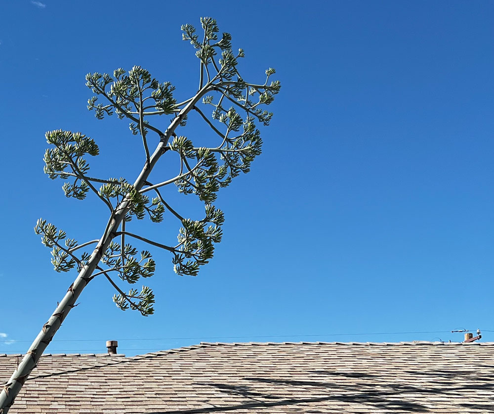 Progress of a century plant bloom