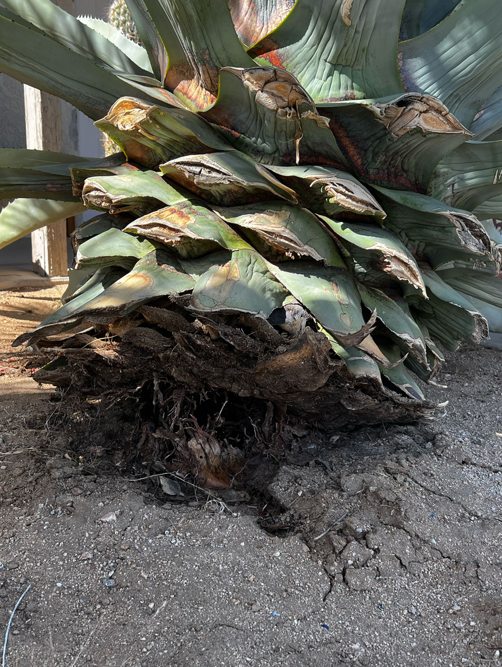 Progress of a century plant bloom