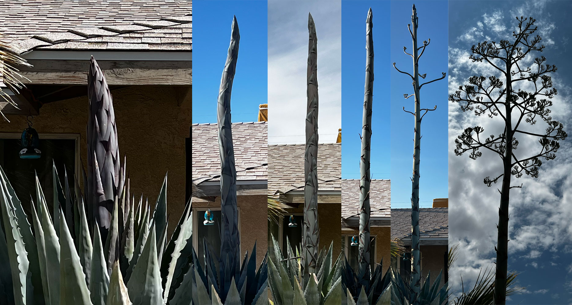 Progress of a century plant bloom