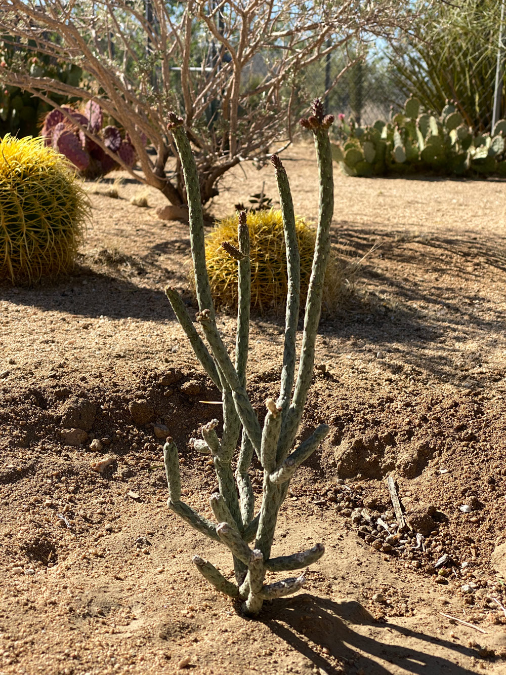 Cylindropuntia ramosissima near two Golden barrel cacti