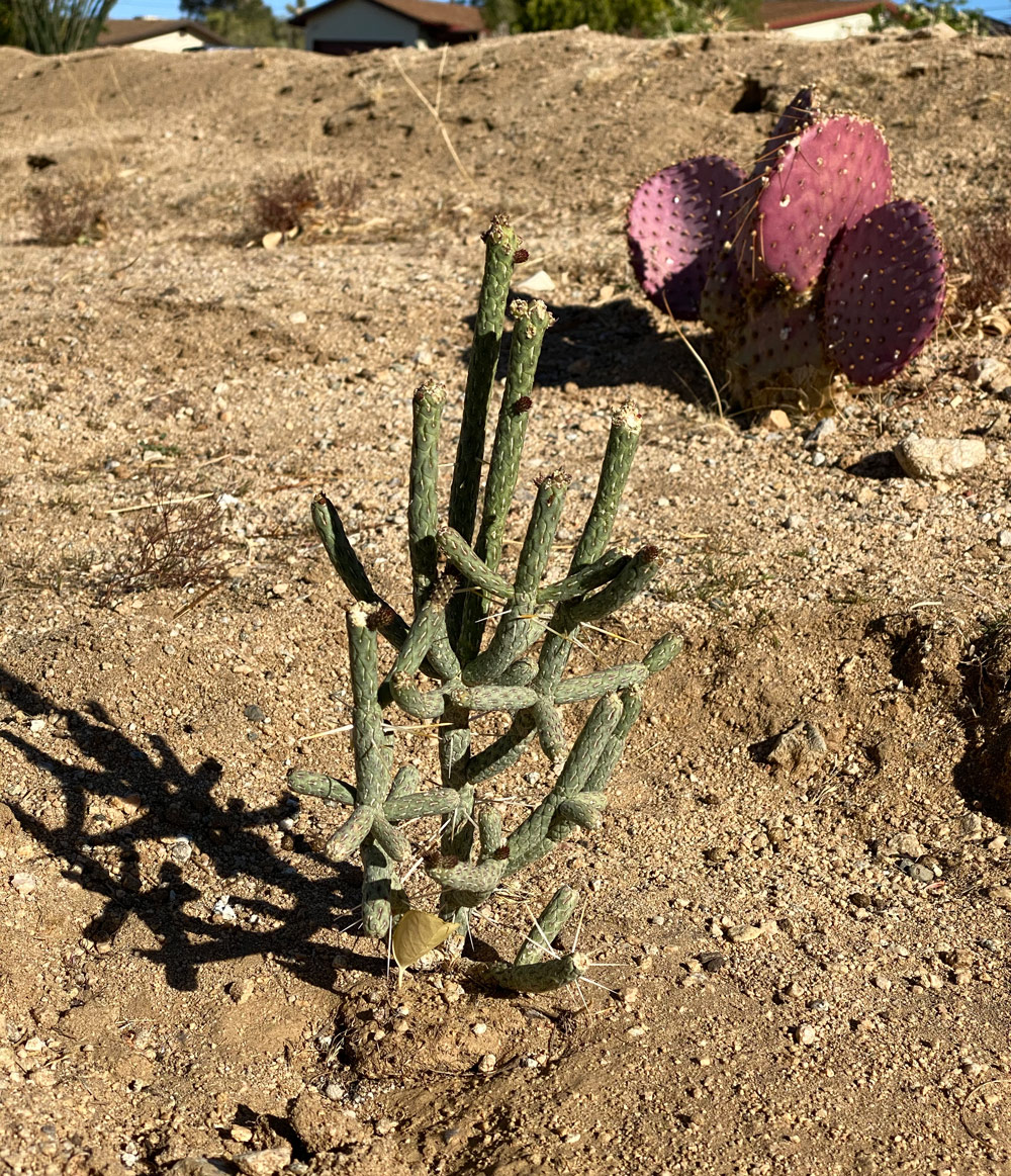 Cylindropuntia ramosissima on a slope near a Santa Rita cactus