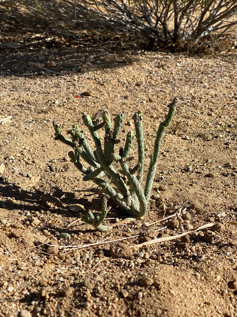 Cylindropuntia ramosissima with the base of a cassia