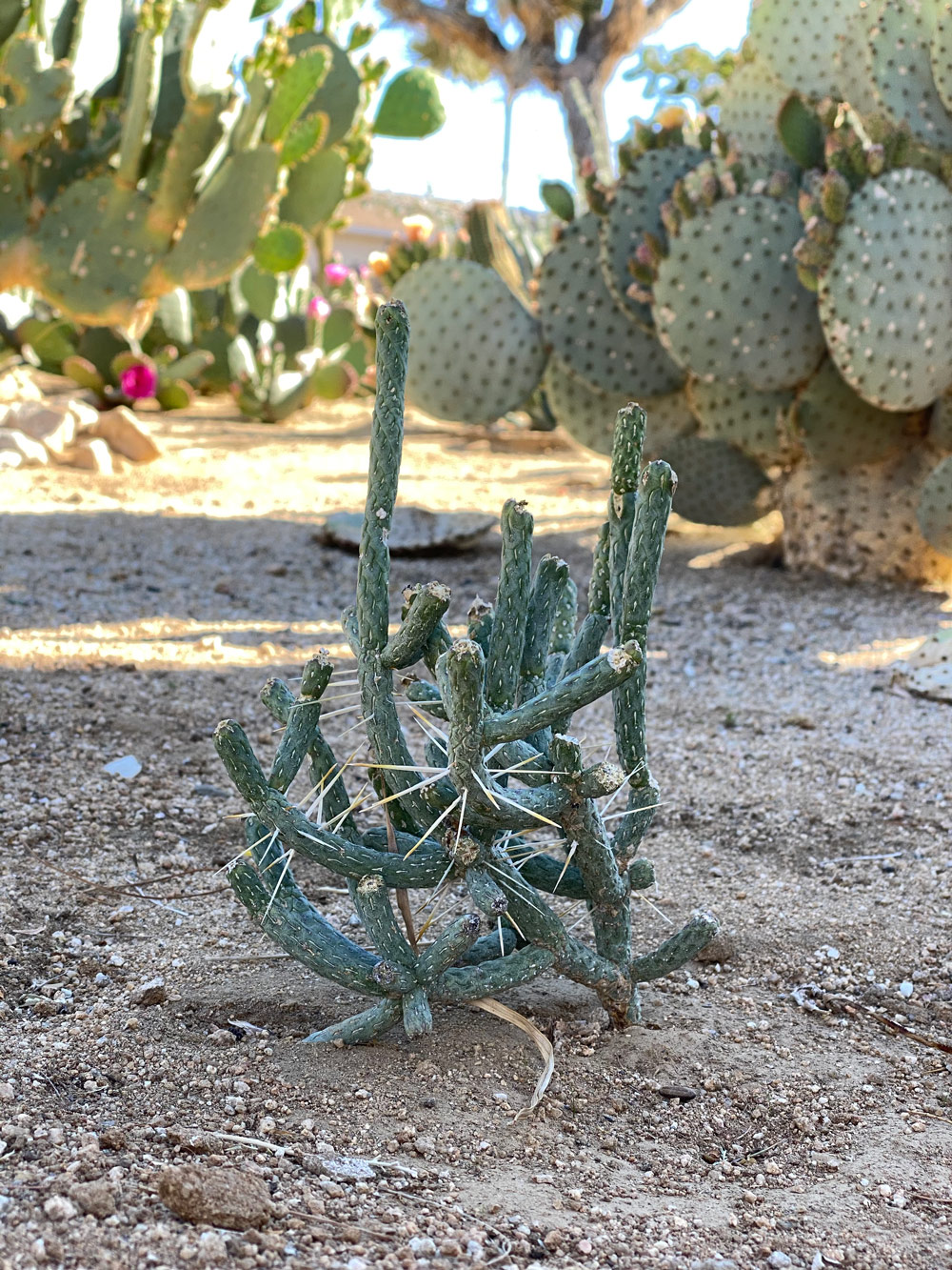 Cylindropuntia ramosissima nestled amongst large prickly pears