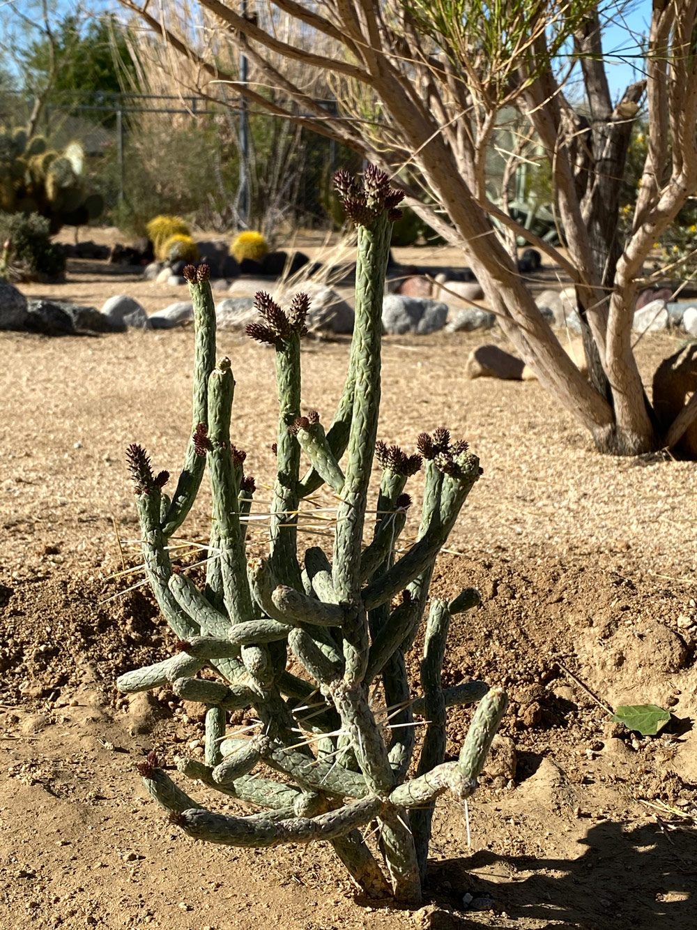 Cylindropuntia ramosissima with a Desert broom in the background