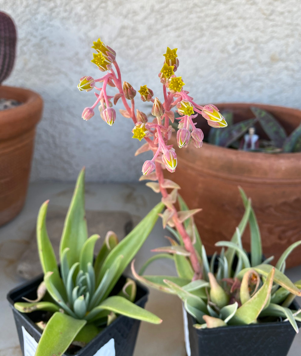 Two Dudleya saxosa ssp. aloides one of which is blooming