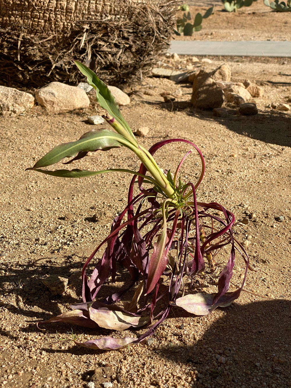 Penstemon eatonii