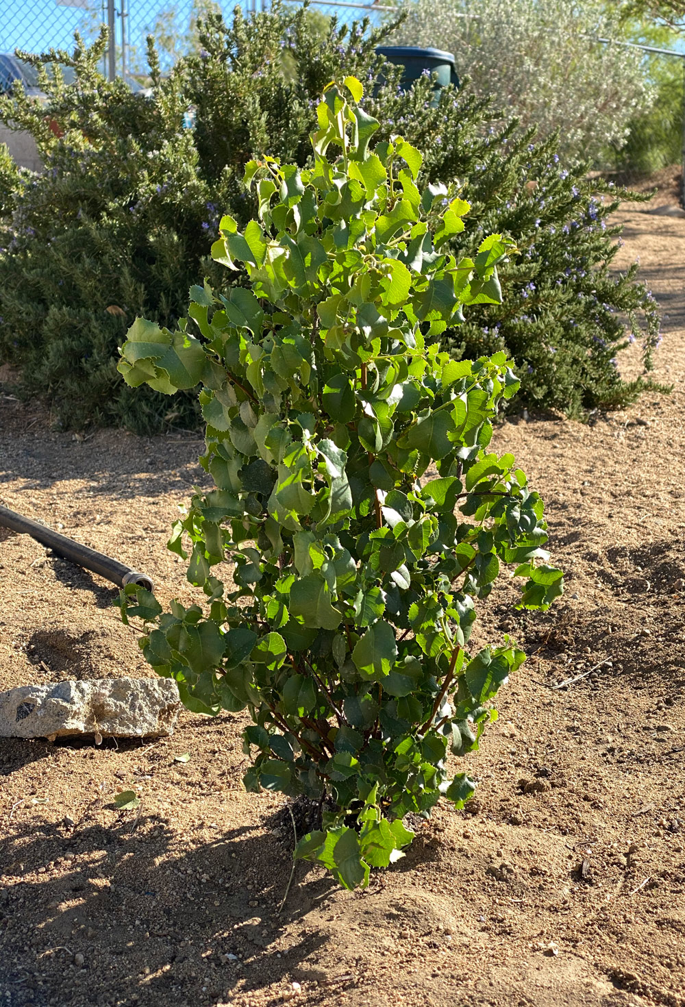 Prunus ilicifolia