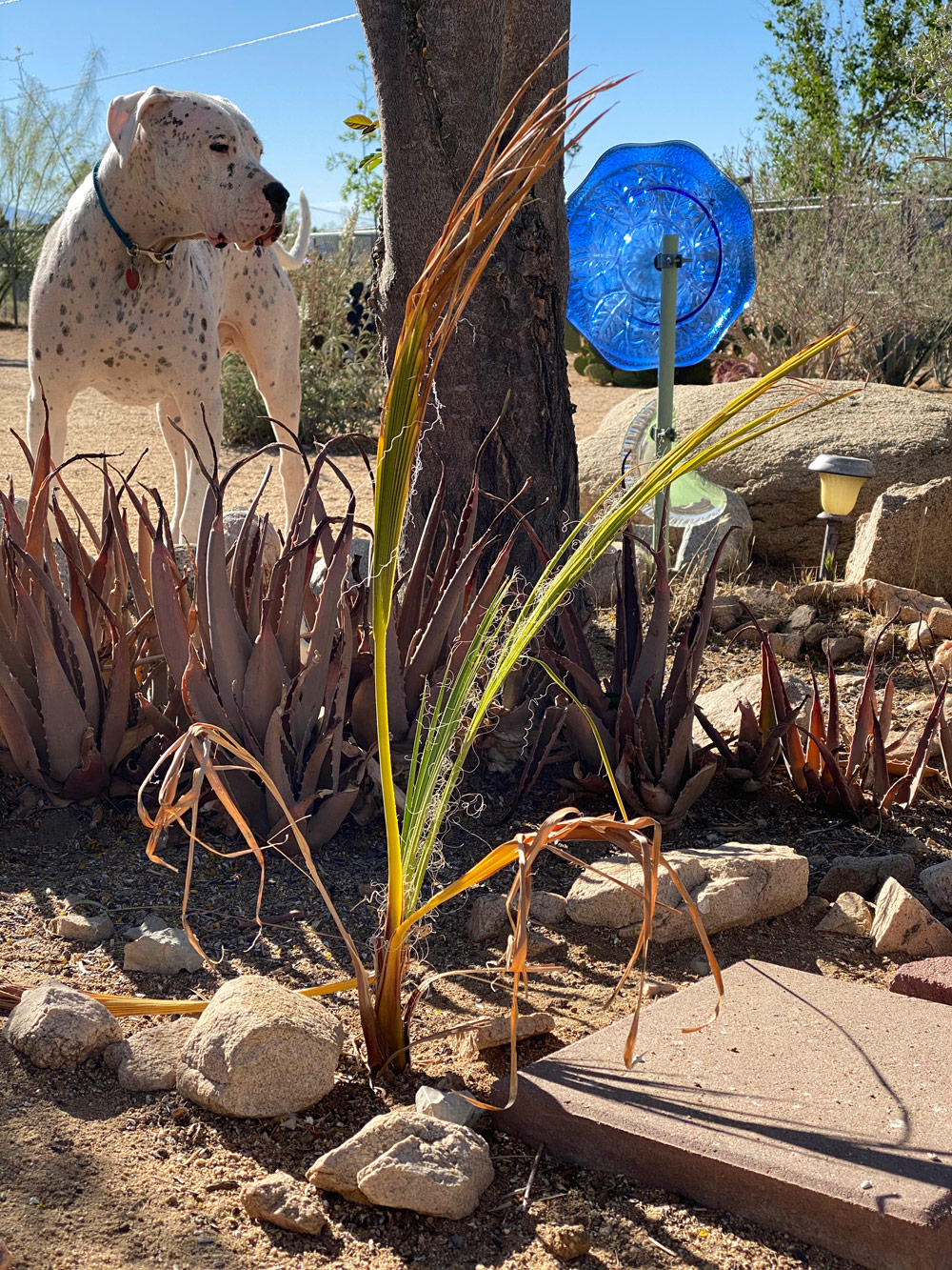 Washingtonia filifera planted near some aloe