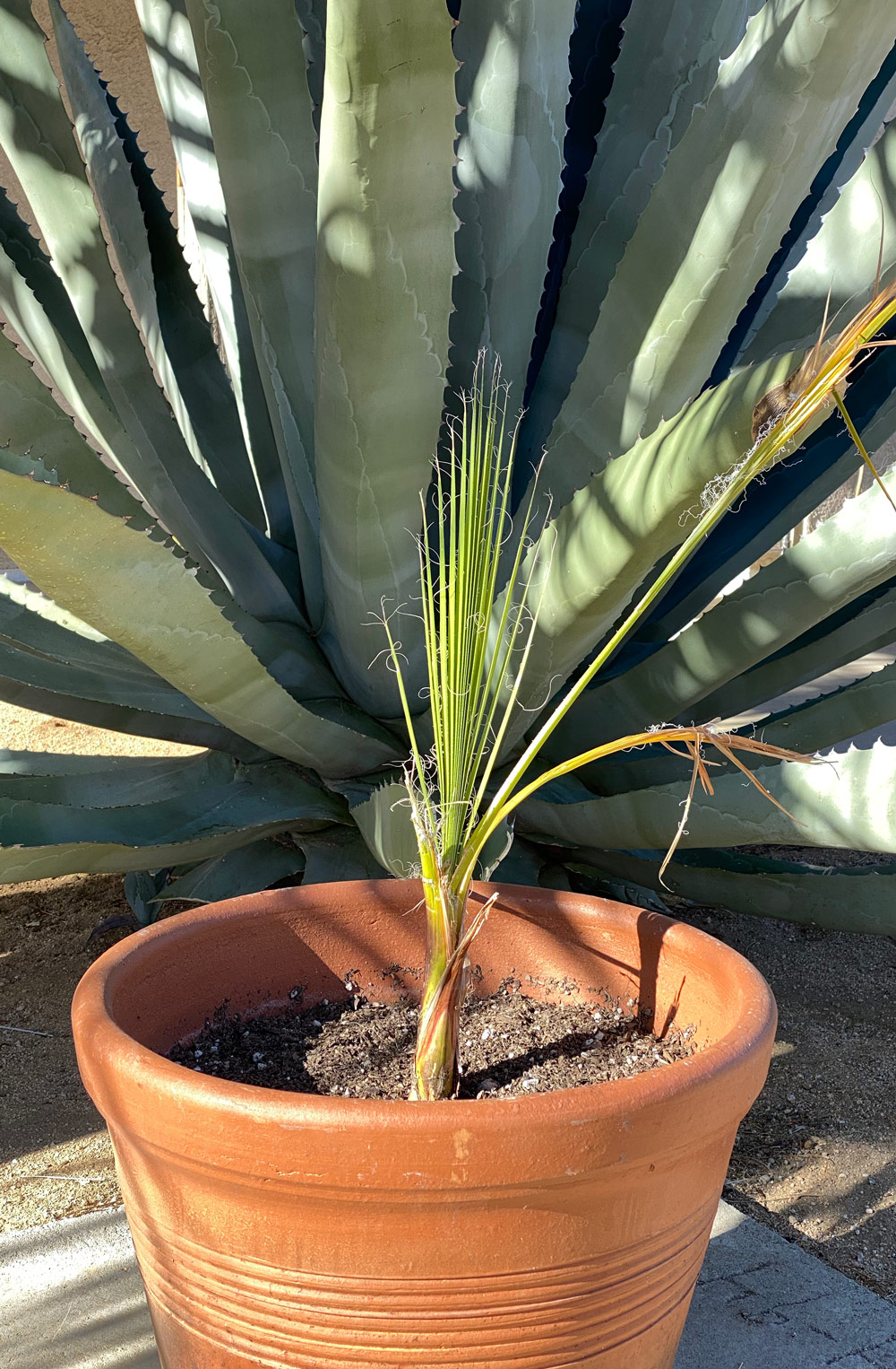 Washingtonia filifera in a large terra cotta pot in front of a huge agave