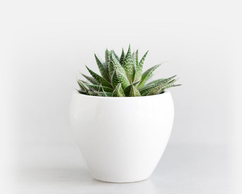 An aloe plant in a white pot