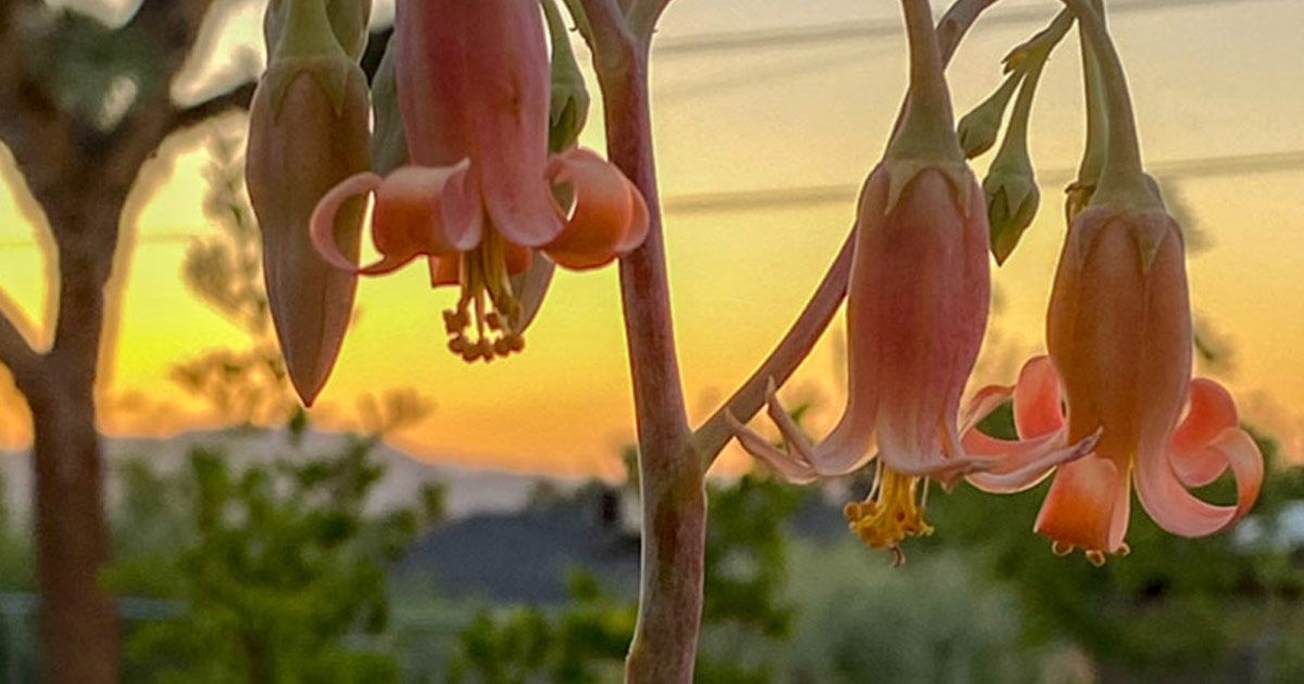 Finger Aloe Flowers