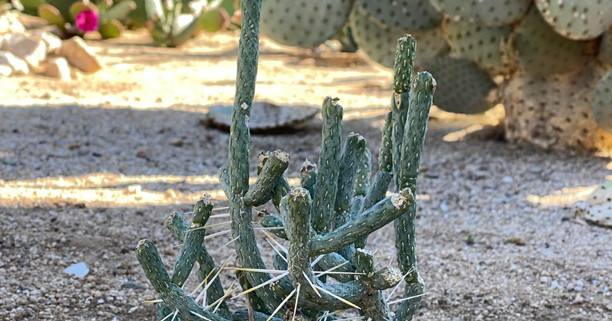 Cylindropuntia ramosissima with a Desert broom in the background