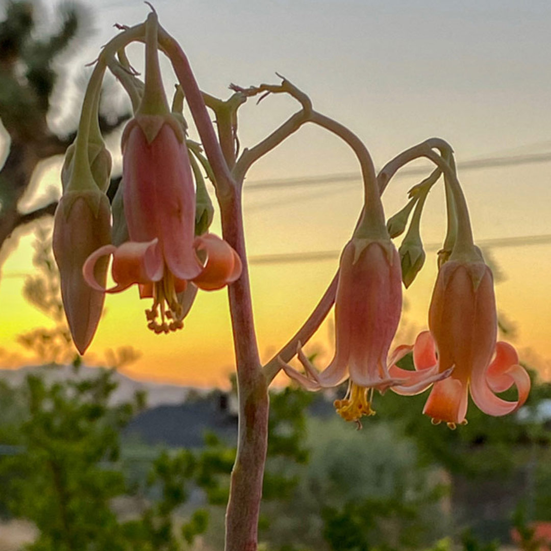 Finger Aloe Flowers