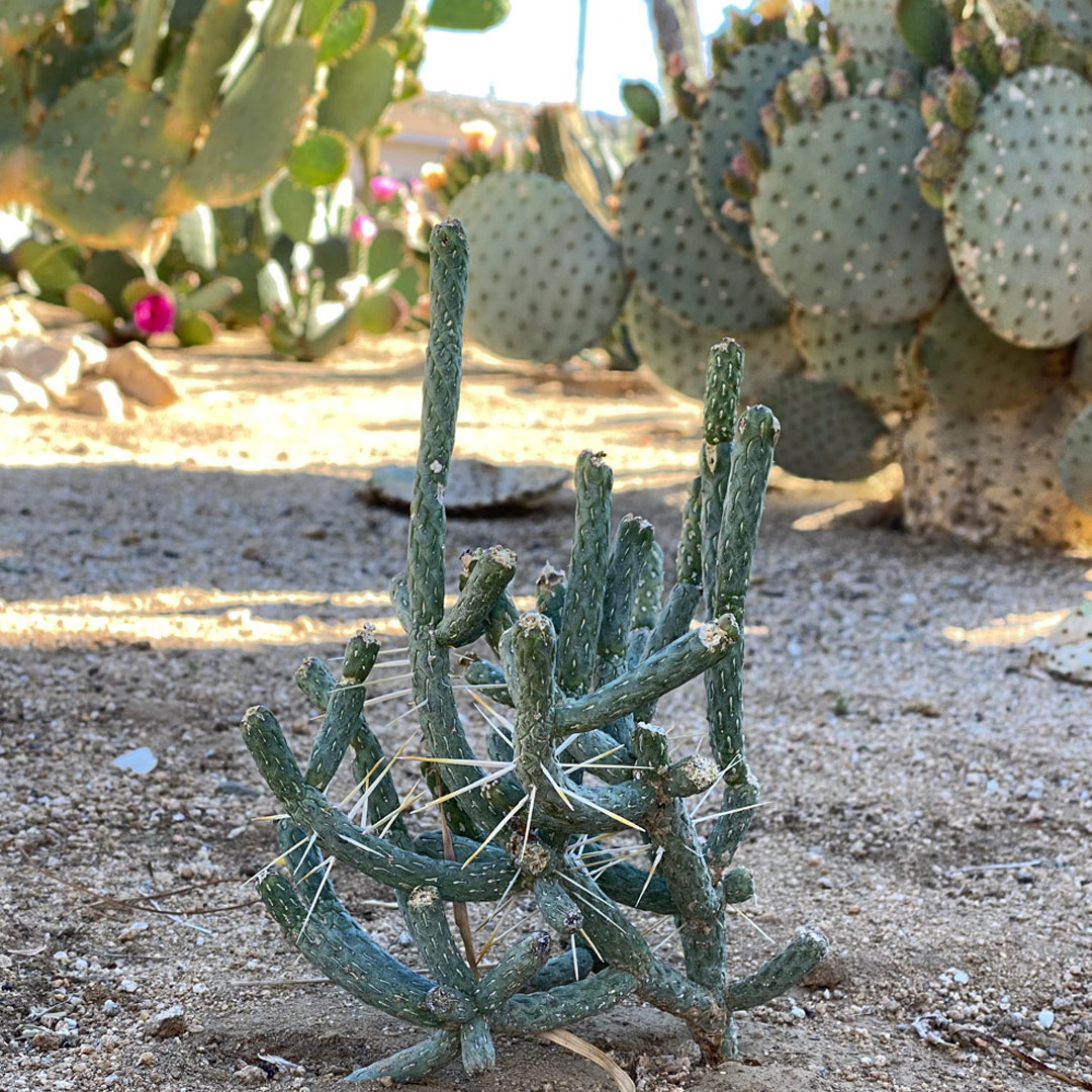 Various potted succulents