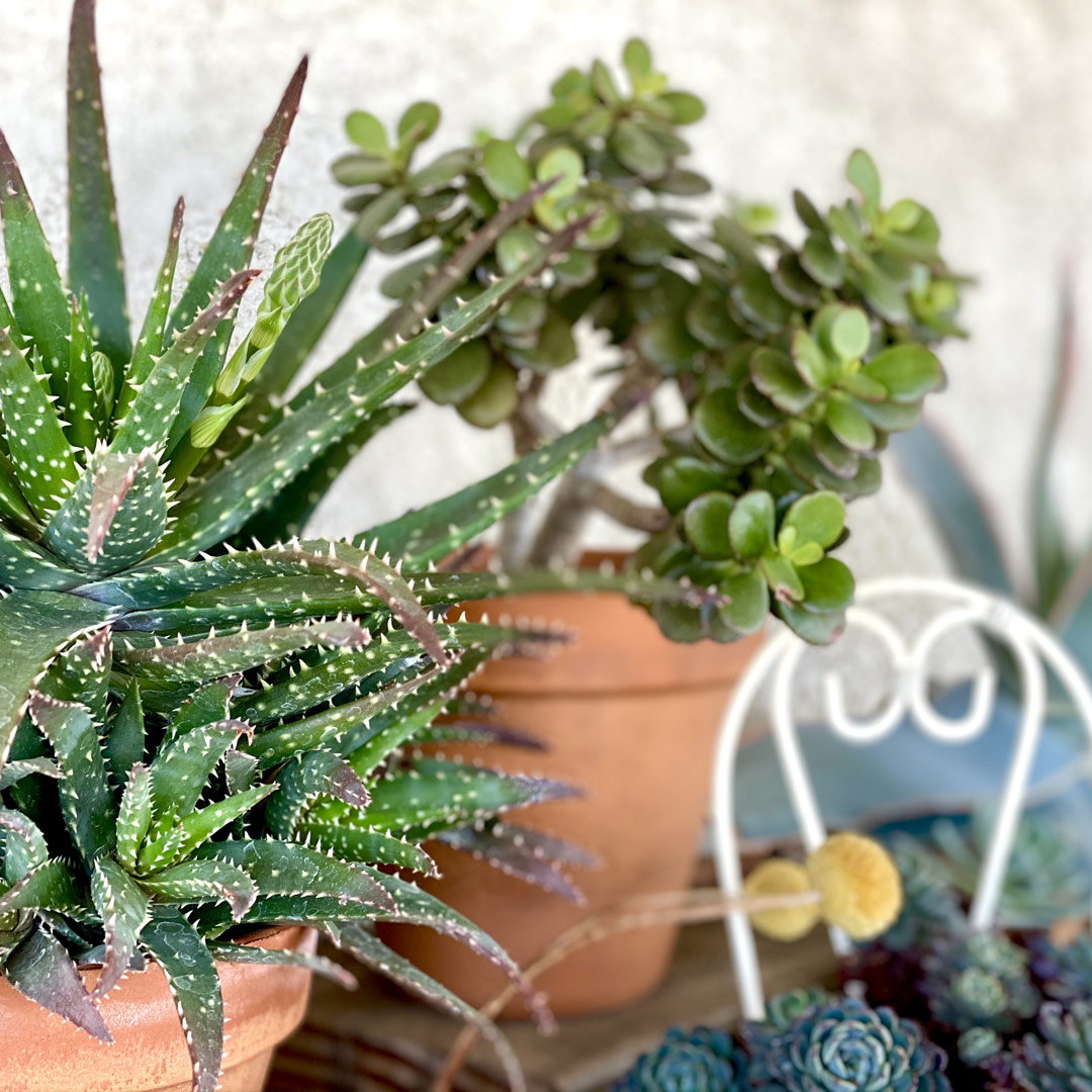 Various potted succulents