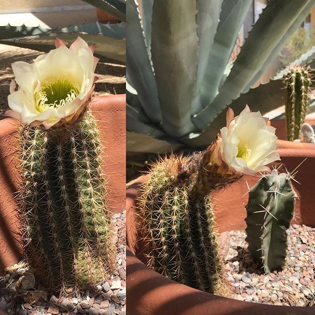 Cactus Flowers