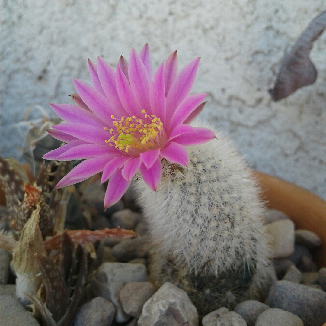 Cactus Flower