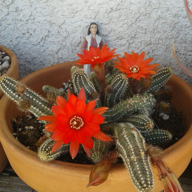 Peanut Cactus Flower