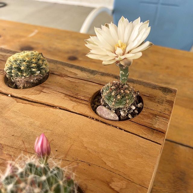 Cactus Flower
