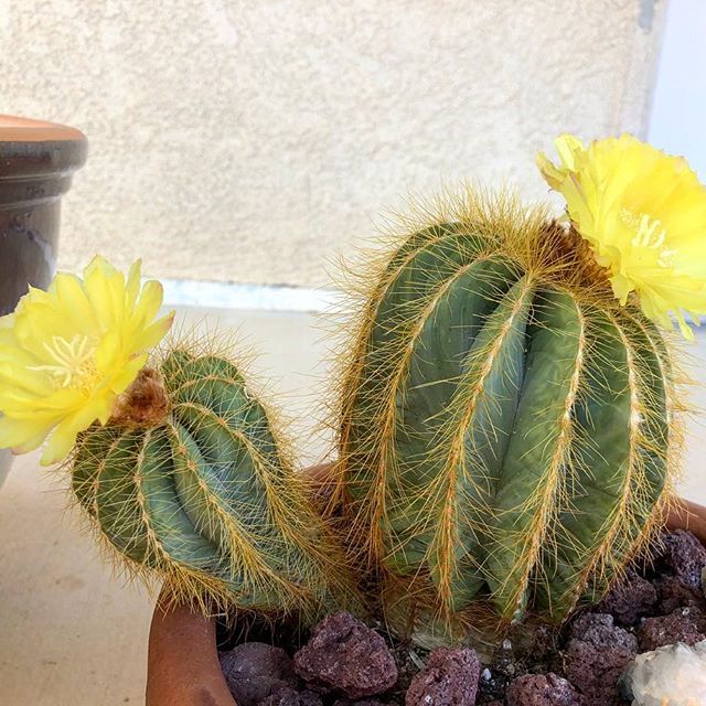 Cactus Flower