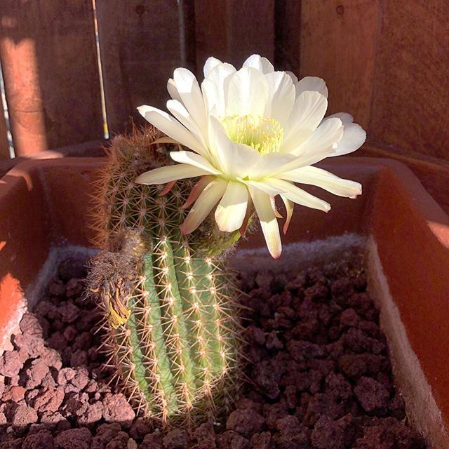 Cactus Flower