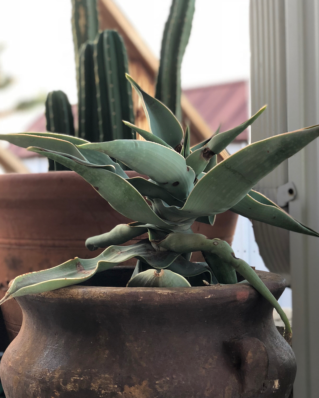 Agave Repotting
