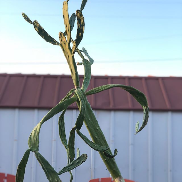 Cactus Repotting