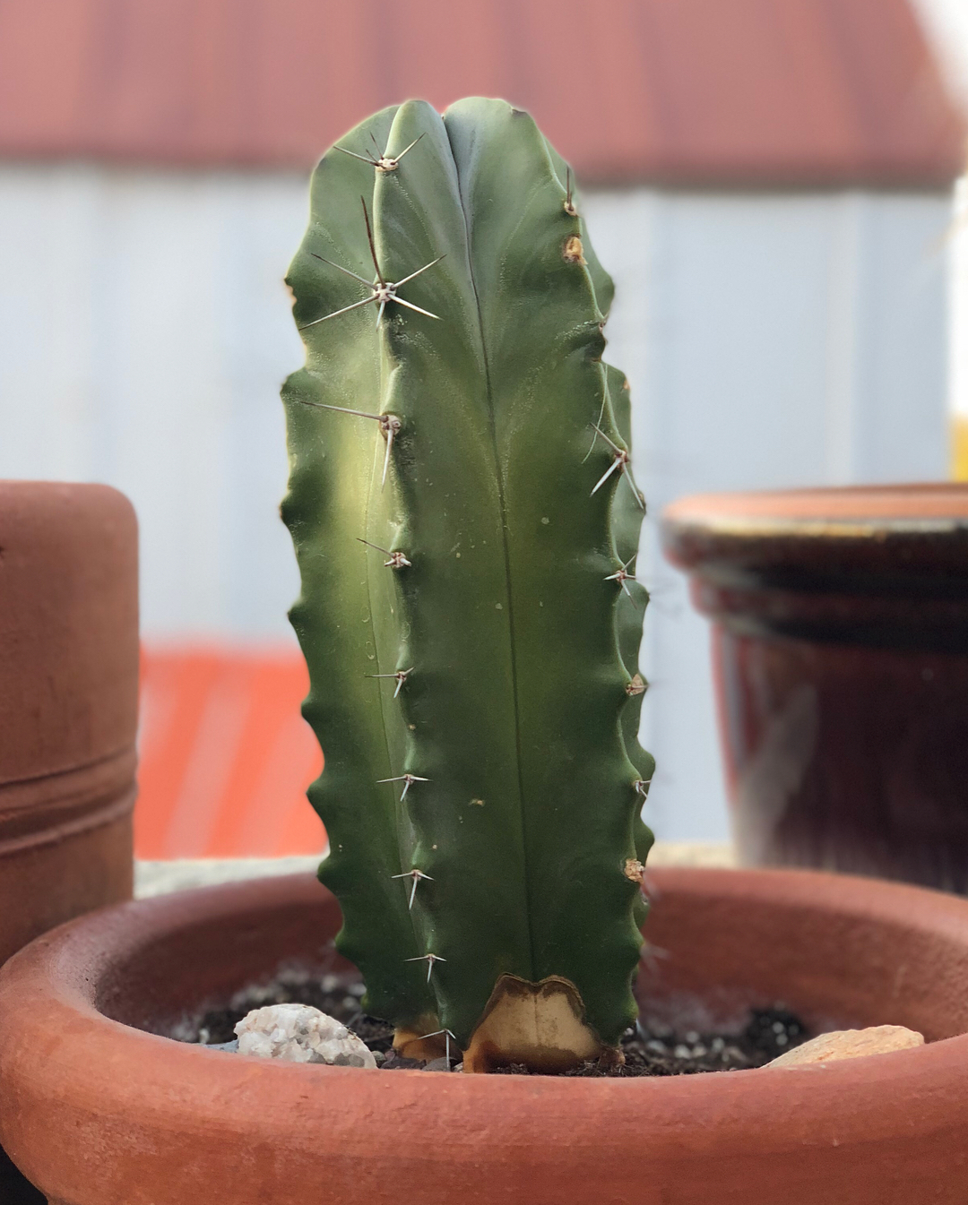 Cactus Repotting