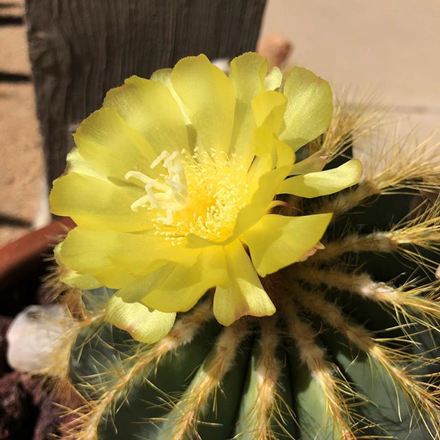 Cactus Flower