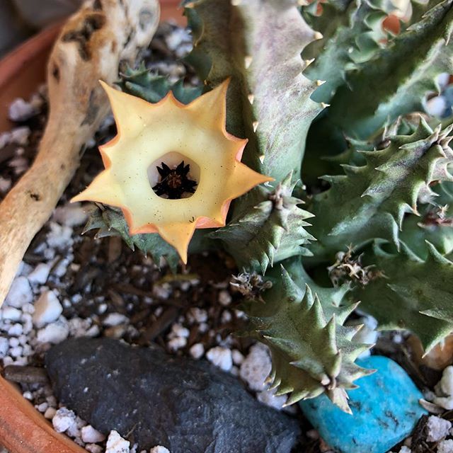 Huernia Flower