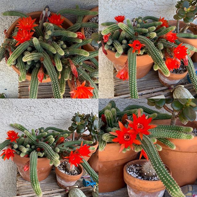 Peanut Cactus Flowers