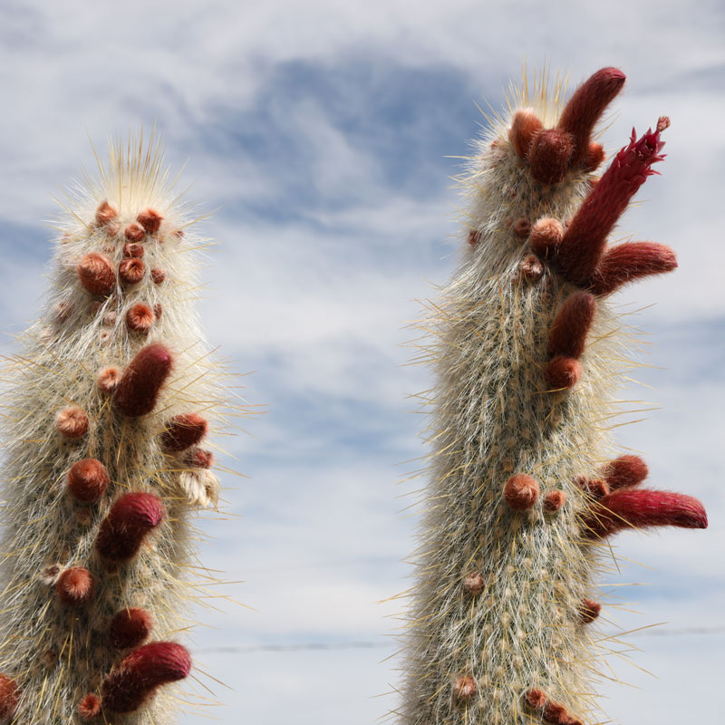 Silver Torch Cactus with Flowers