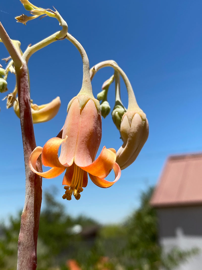 Cotyledon orbiculata var oblonga flower