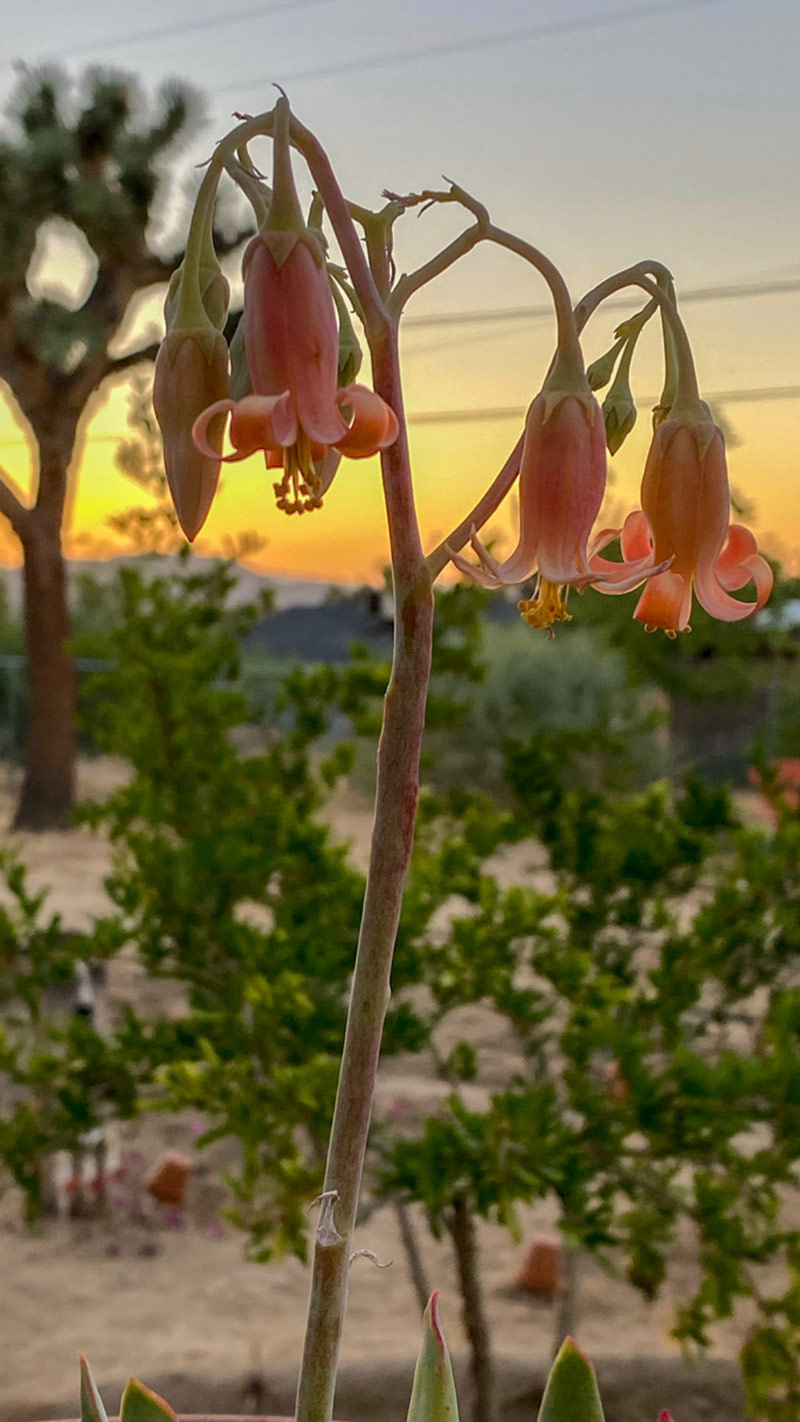 Cotyledon orbiculata var oblonga flowers