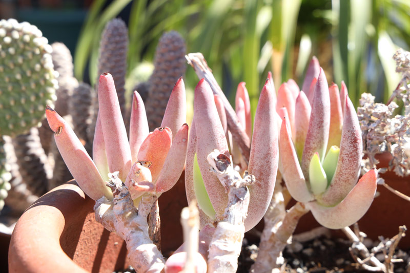 Cotyledon orbiculata var oblonga with red leaves