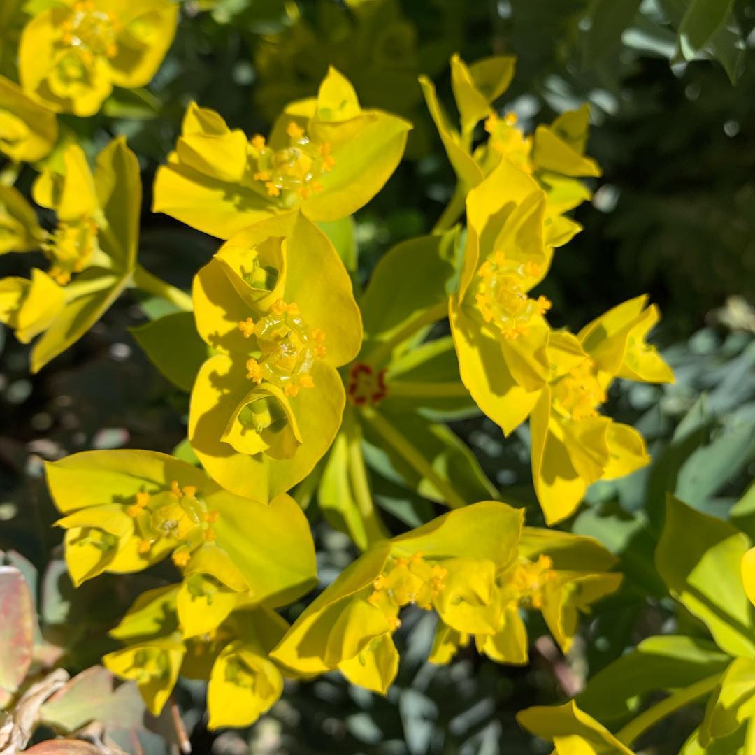 Gopher Plant Flowers