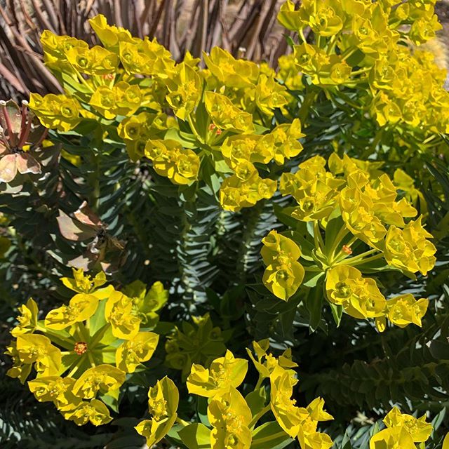 Gopher Plant Flowers