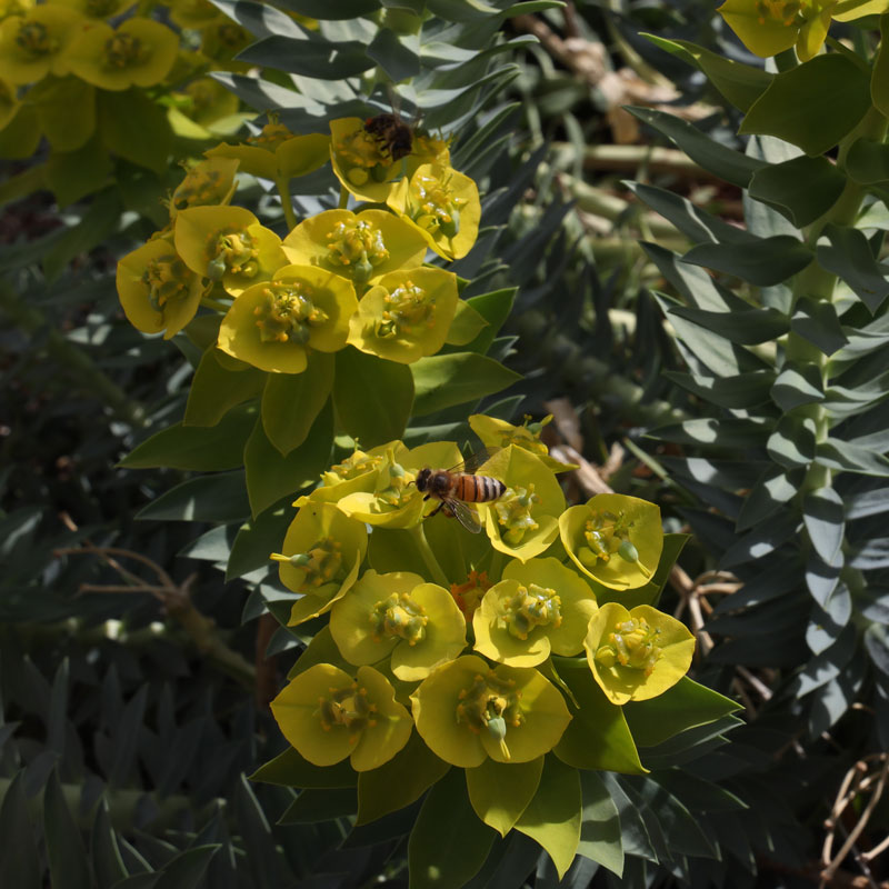 Gopher Plant Flowers and Bees