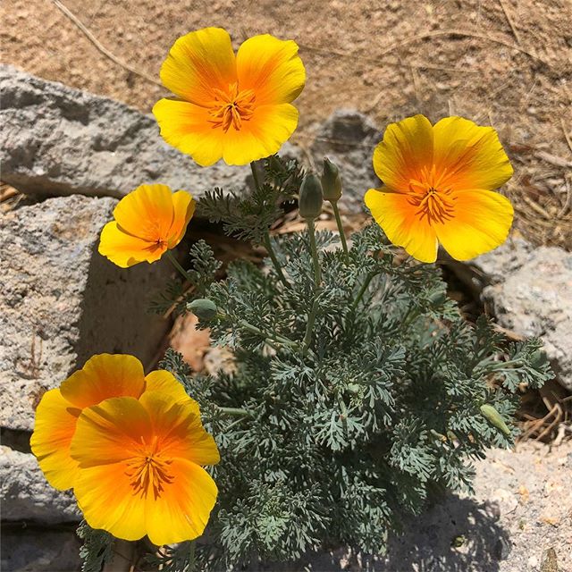 California Poppies