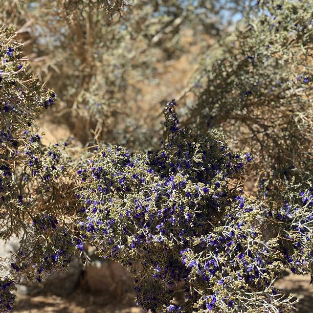 Smoketree in Bloom