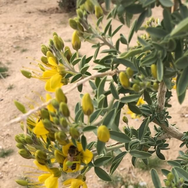 Four-Wing Saltbush